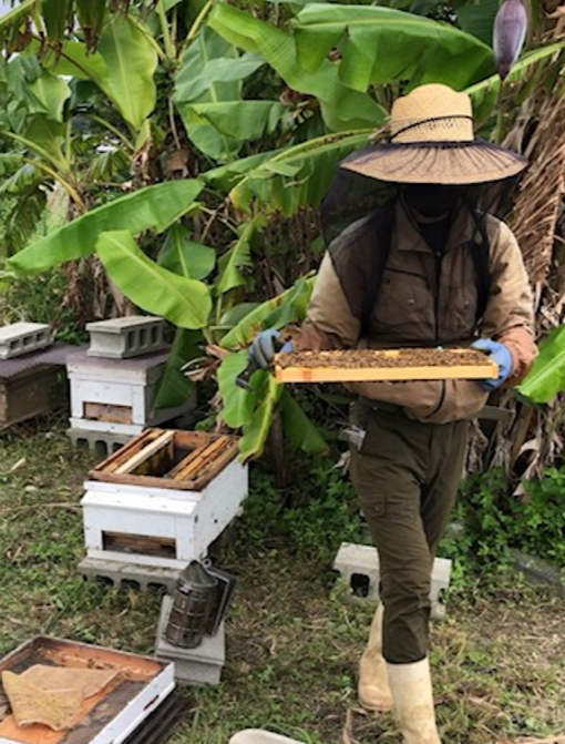 地域づくり活動紹介】沖縄県内での養蜂活動 元地域おこし協力隊 山﨑柊平さん | Wao41